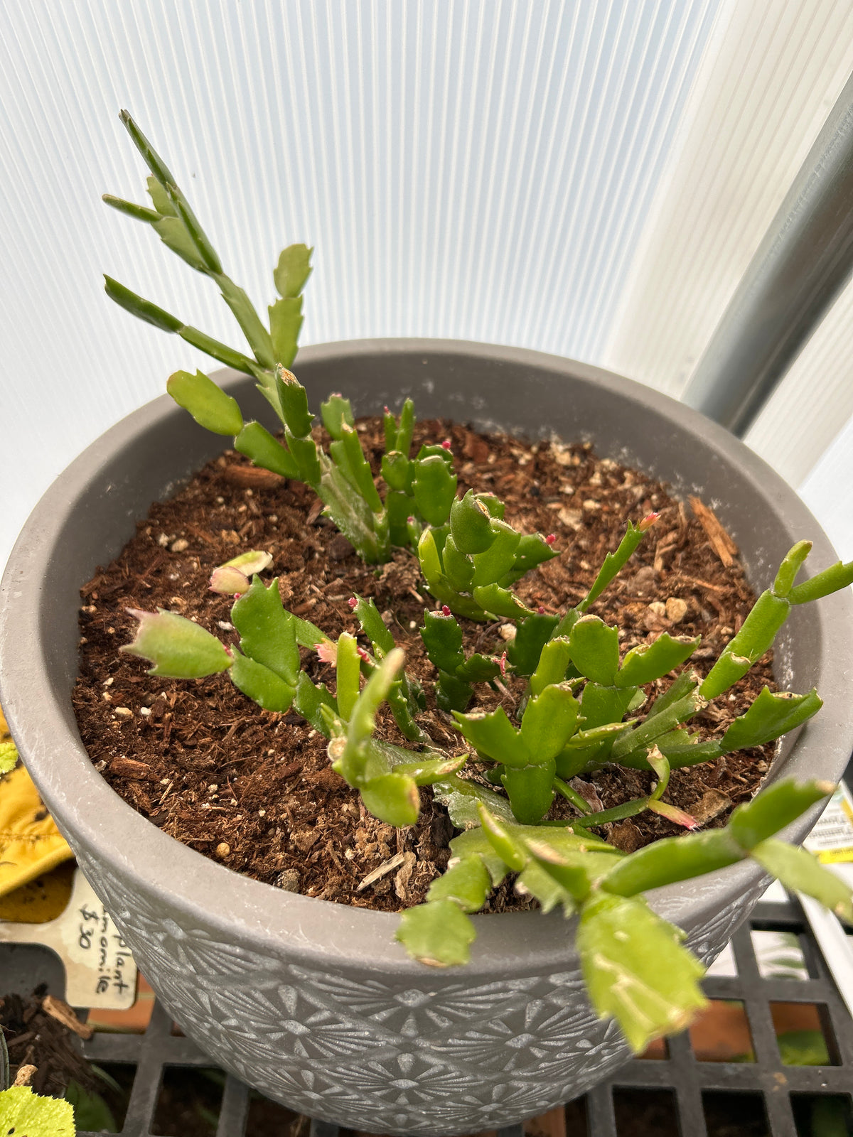 Rooted Christmas cactus