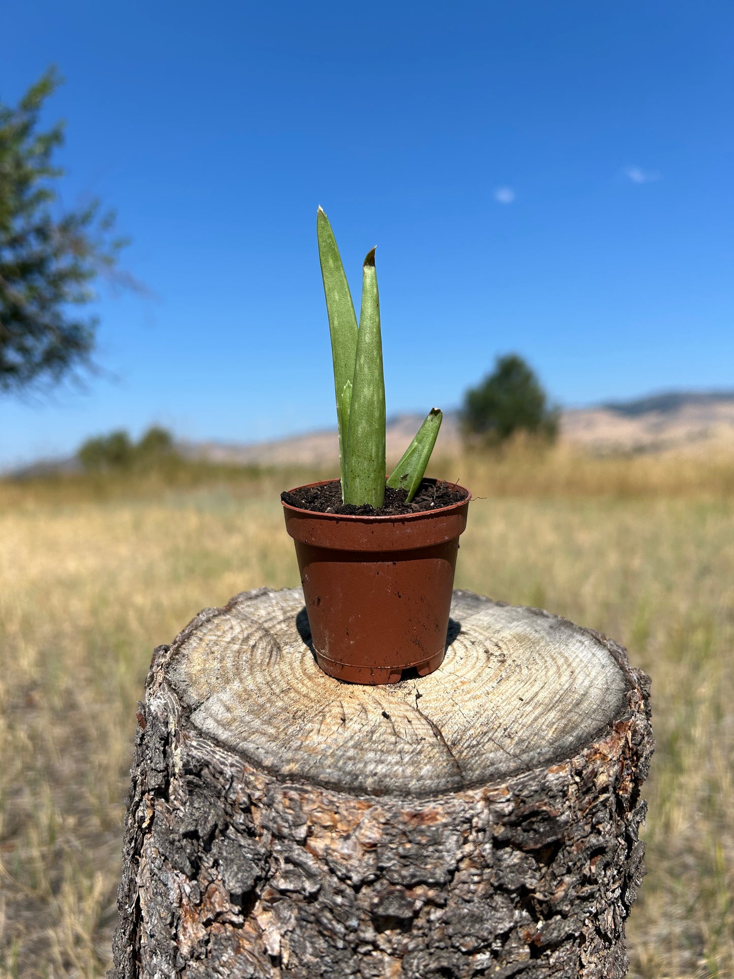 Small Aloe Vera in 2” pot