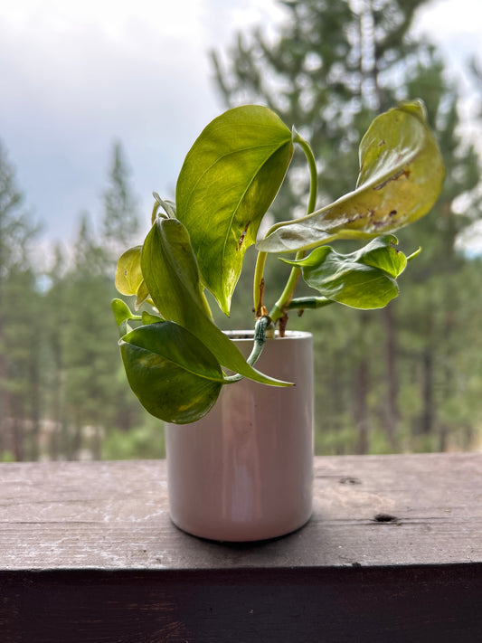 Variegated Pothos in small ceramic pot