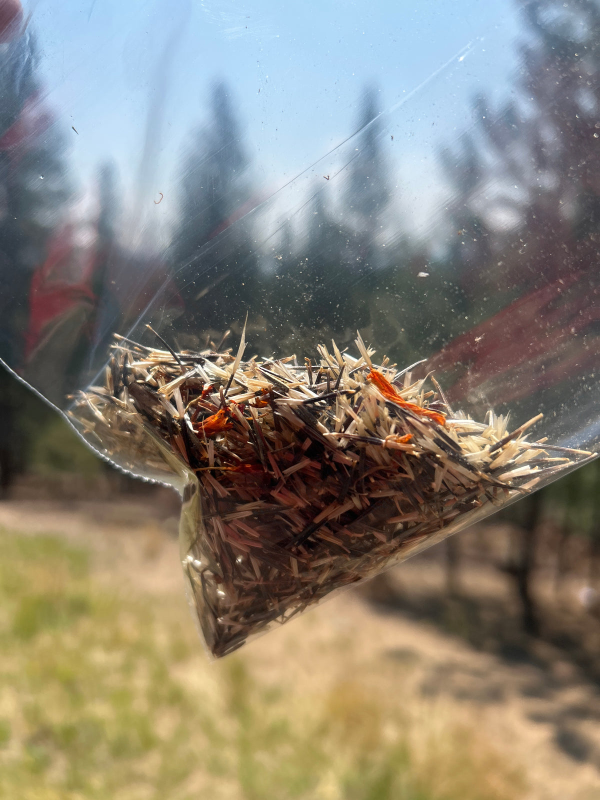 Large amount of Marigold seeds