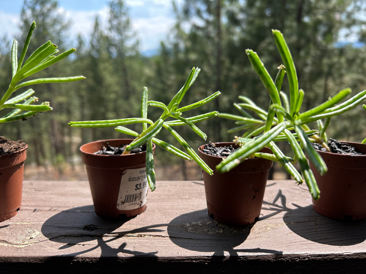 Mother of millions 1 plant