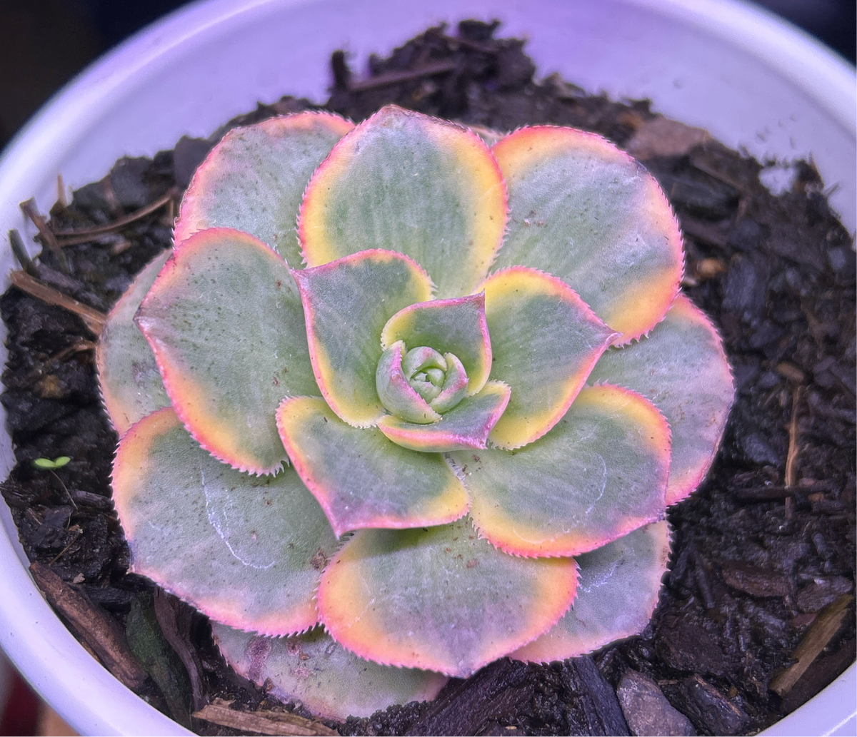 Aeonium Sunburst