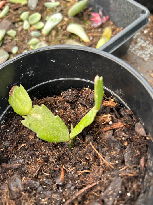 Rooted Christmas cactus