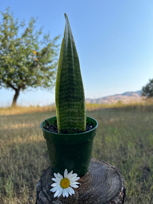 Snake plants 1 leaf