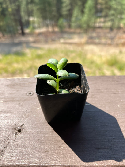 Small jade plant in plastic pot