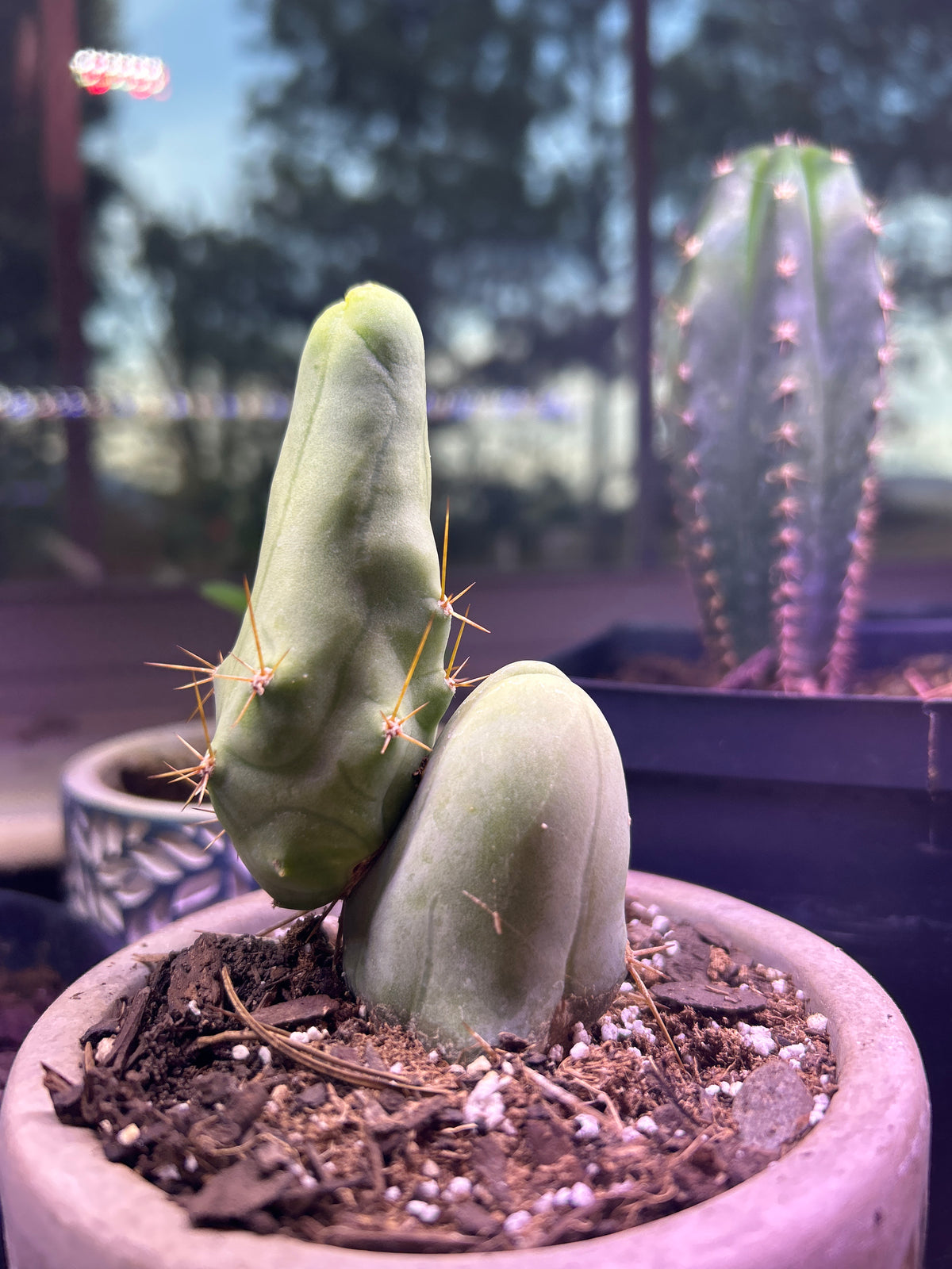 Ornamental penis cactus
