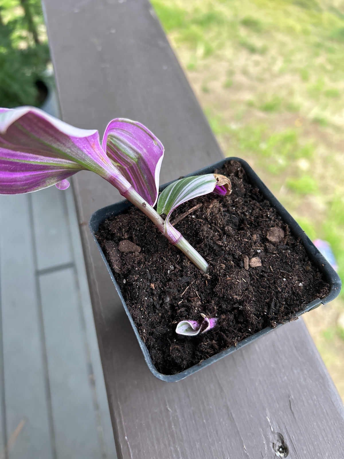 Bubblegum Tradescantia Tricolor House Plant Small Potted 3”