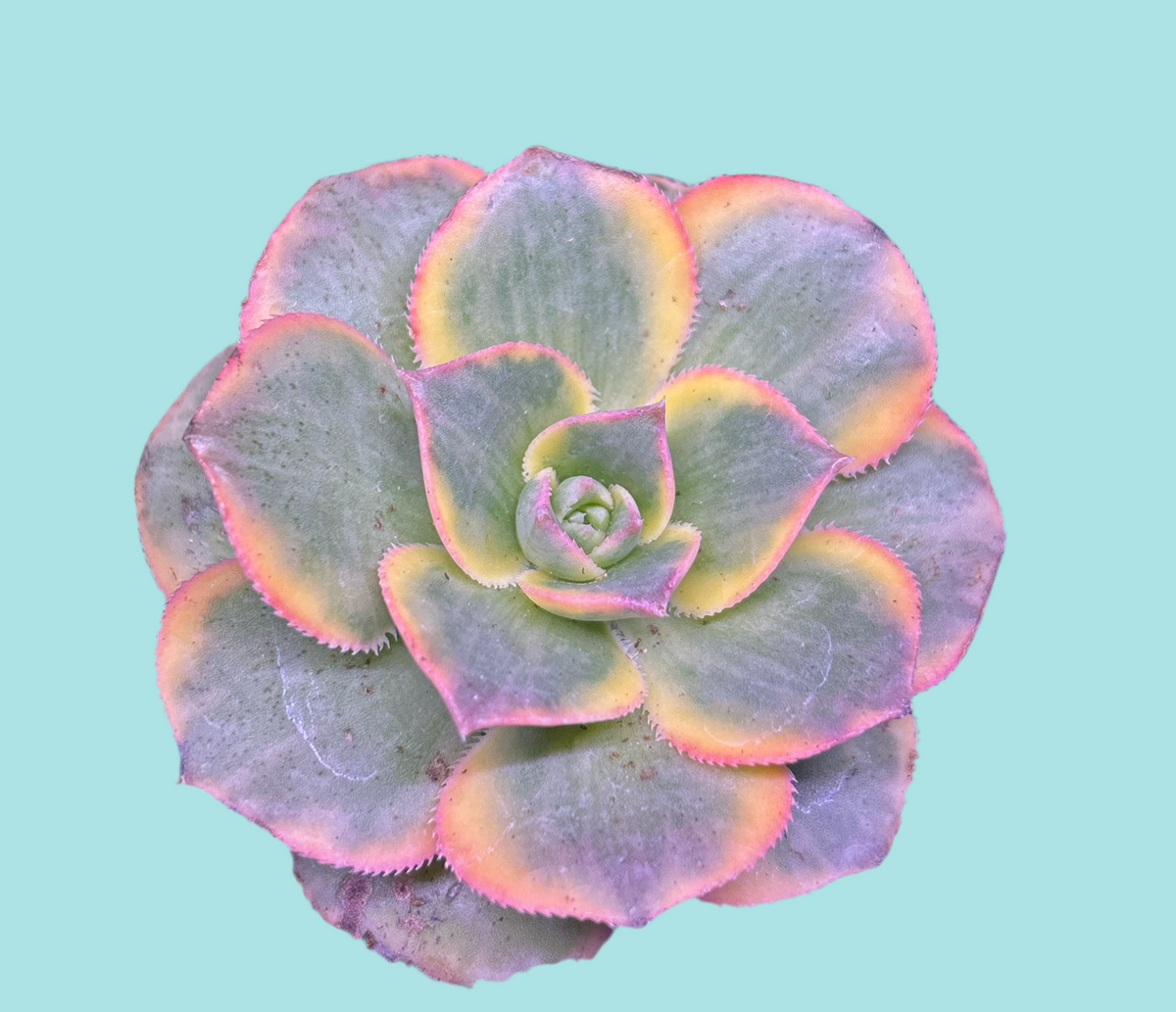 Aeonium Sunburst