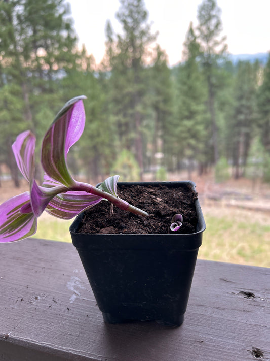 Bubblegum Tradescantia Tricolor House Plant Small Potted 3”