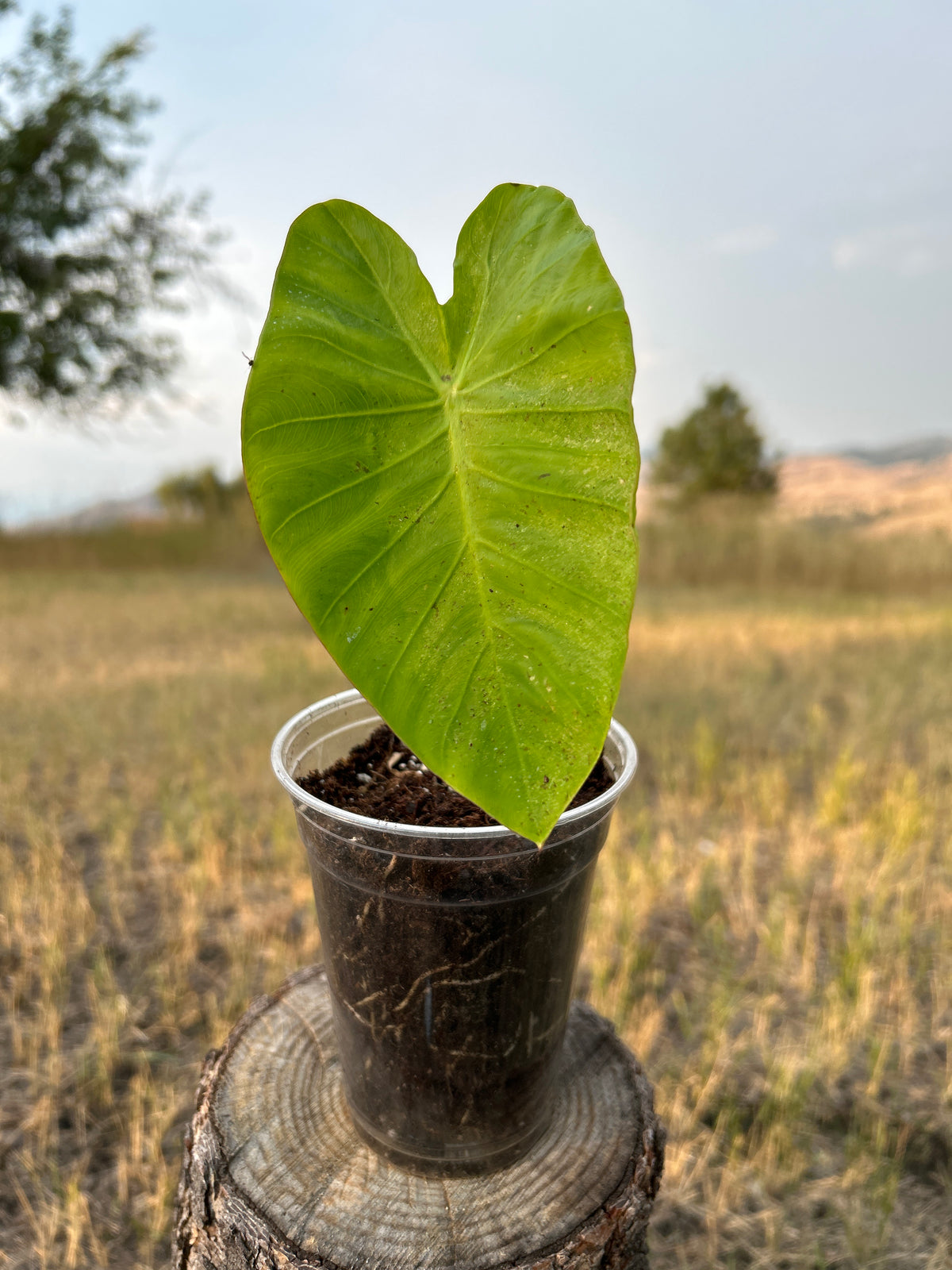 Golden Maui elephant ear corm with leaf