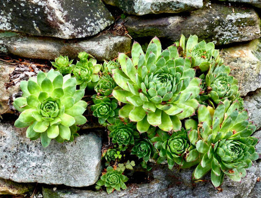 Hen and chicks in 2” pot Sempervivum Jovibarba