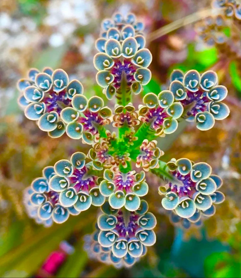 Mother of millions 1 plant