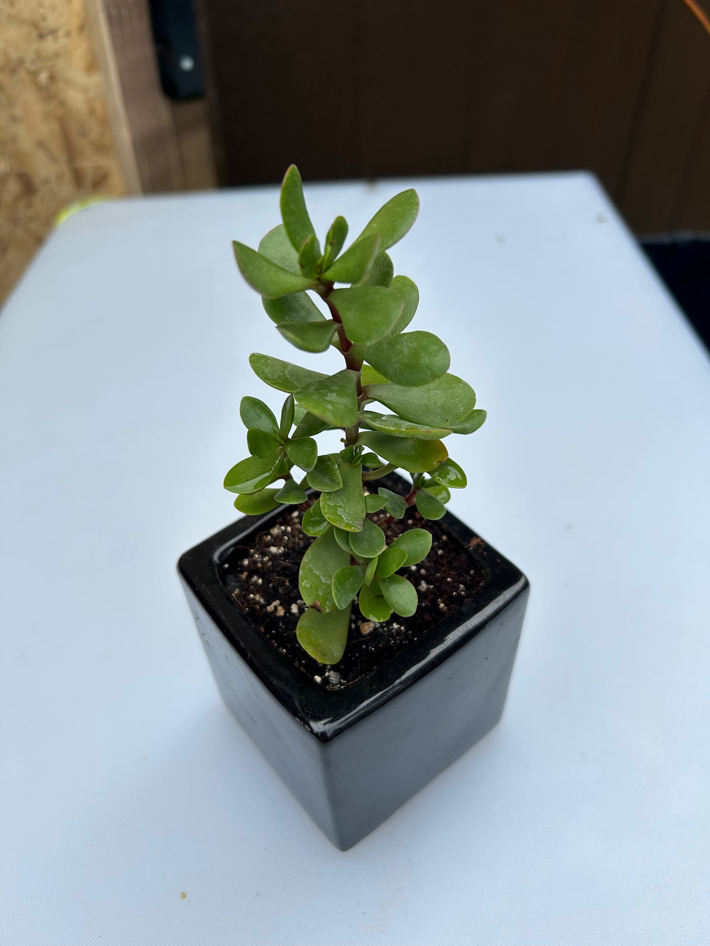 Small jade plant in black ceramic pot