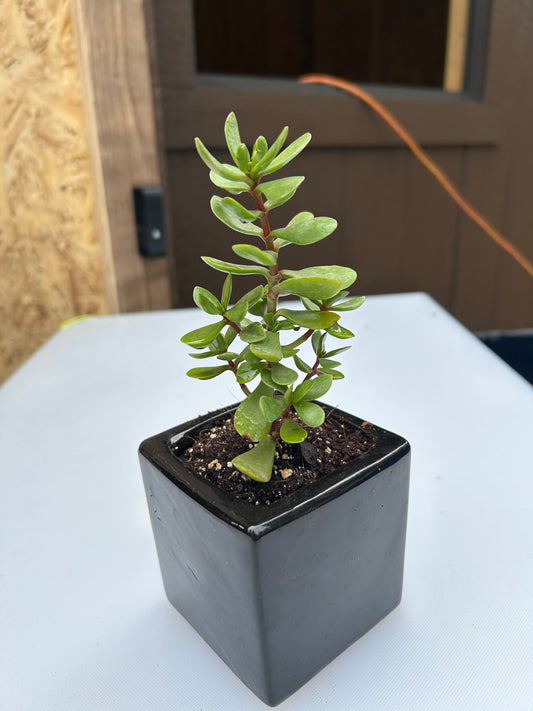 Small jade plant in black ceramic pot